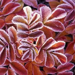 Meet your Posher, Jo